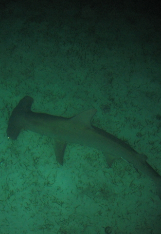 Nine foot Hammerhead looking for bait!!