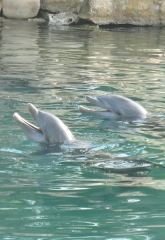 Dolphin Discovery at Puerto Adventuras.