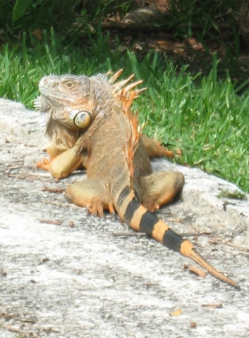 Dominant male iguana at hotel.