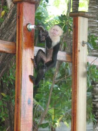 White Faced monkey at Fantasy Island.