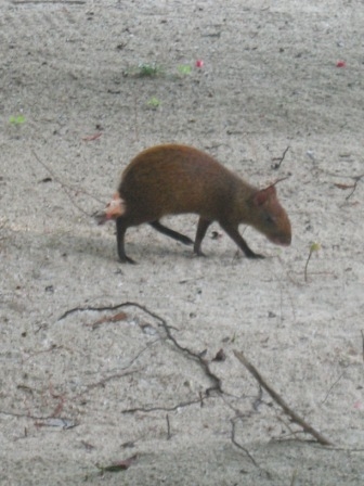 Honduran rabbit (aka rodent)