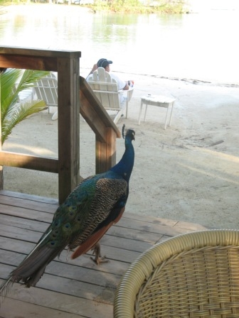 Peacocks under foot. 