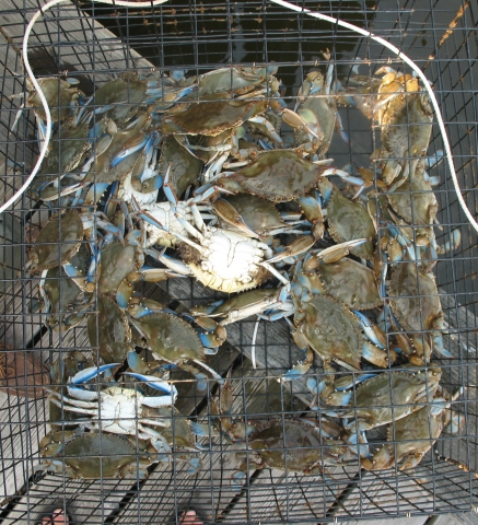 Good ole Blue Point crabs.