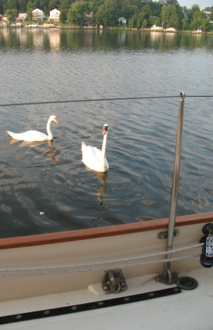 Swans visit for breakfast.