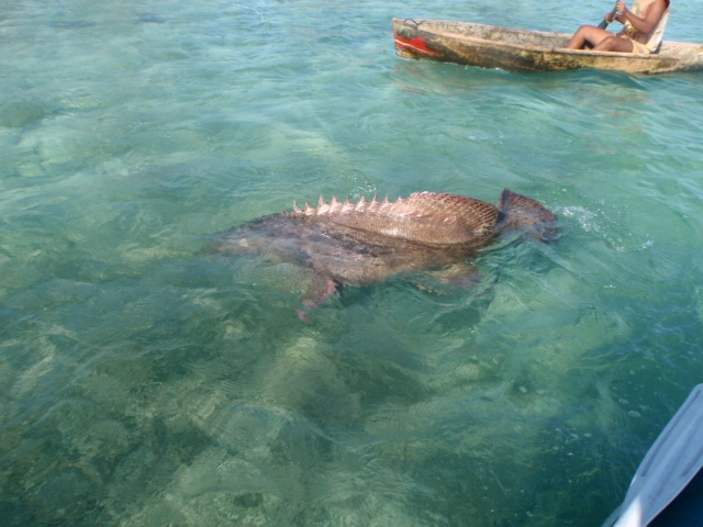 Goliath Grouper 