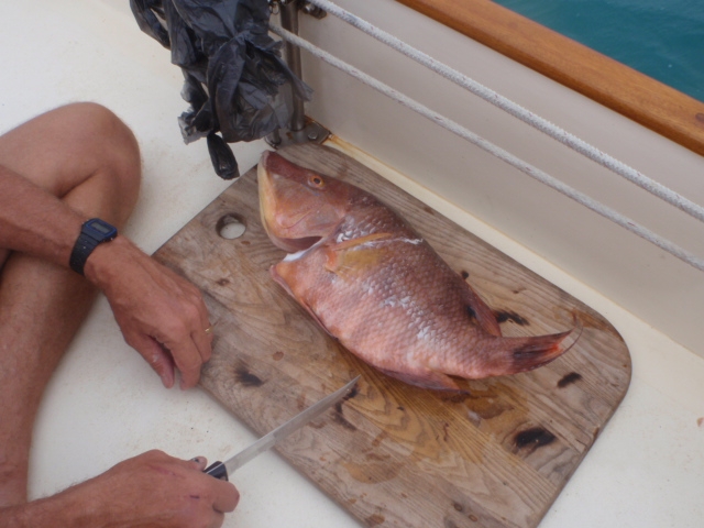 Fresh Hogfish