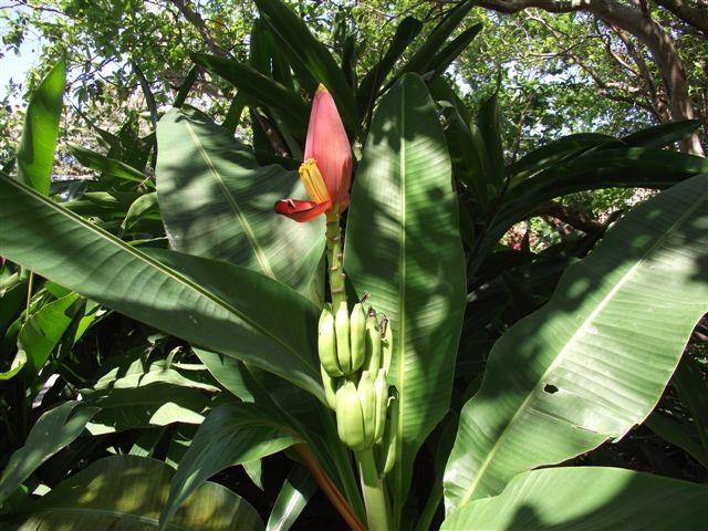 Wild plants by the pool.