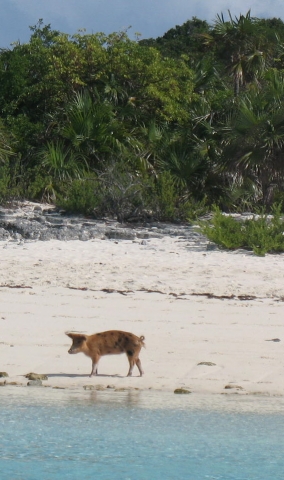 Wild pigs at Big Majors Cay.