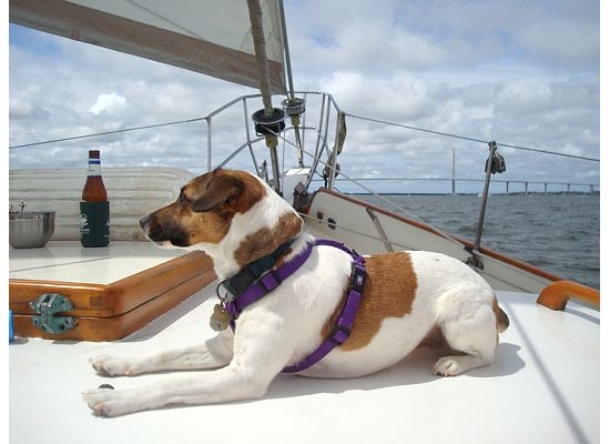 Lily standing guard over the beer bottle!