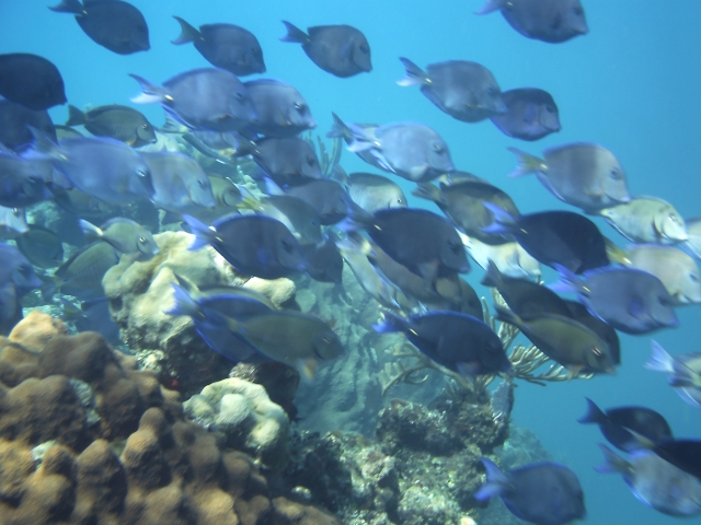 Snorkeling about 200 yds
off the bow of HB. 