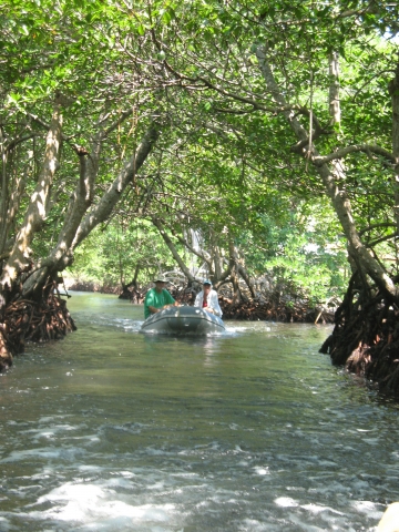 Mangrove Tunnel (back
alley) for locals.