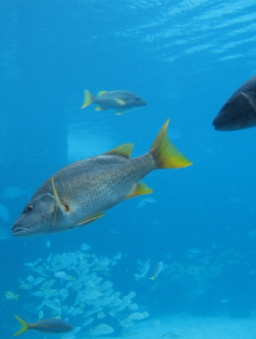 No were not divers! This is in the Atlantis Aquarium. Unbelievable!