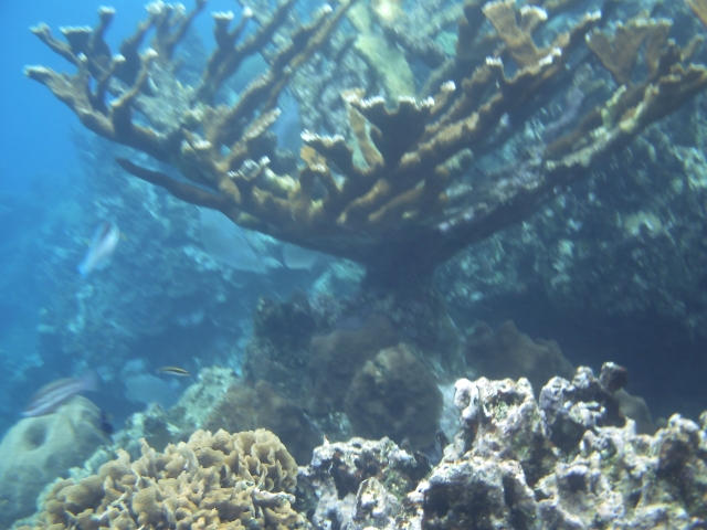 Stag Horn coral at West End.