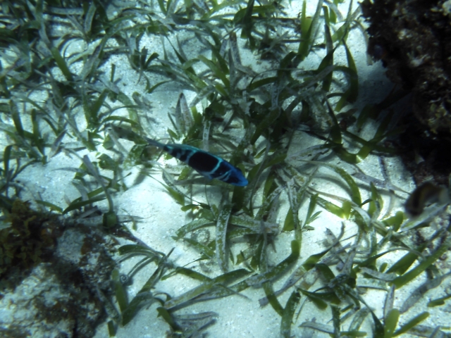 Pics taken on the reef with R2s Camera Mask