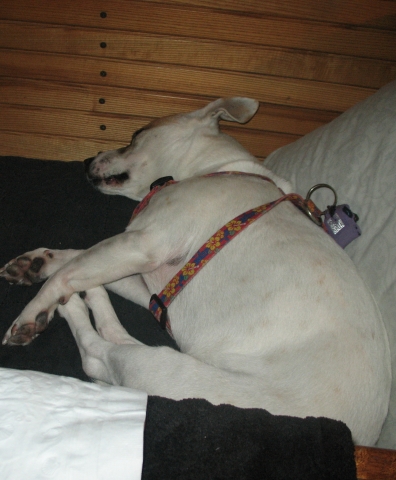 Coconut in her bunk!