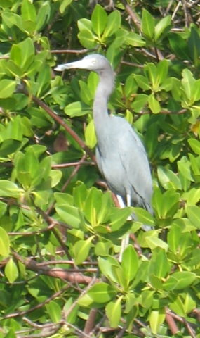 Great Blue Heron 10 away at NoName Harbor.