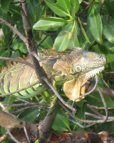 Iquanas sunning in the trees at NoName Harbor.