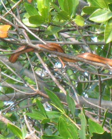 Unknown snake sunning in the trees at NoName Harbor.