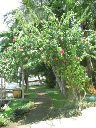 Walkway by the pool.